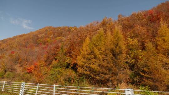 东北秋天公路两边的大山景色