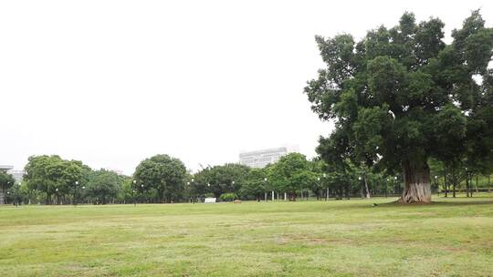 雨后的城市公园视频素材模板下载