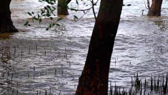 深圳西湾红树林湿地公园