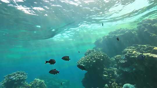 海浪飞舞 珊瑚丛生 潜水奇观 海底秘境