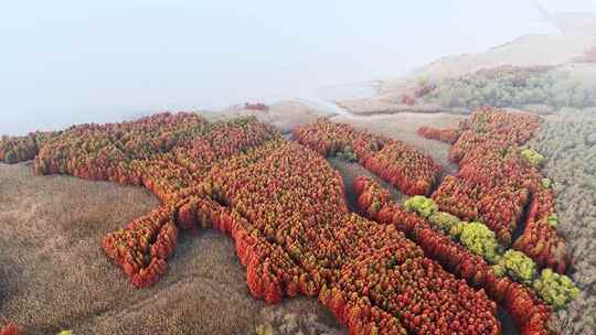 航拍西沙国家湿地公园水上森林视频素材模板下载