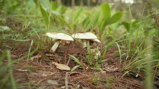 野外草地上的蘑菇