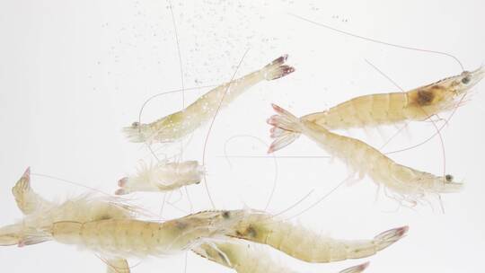 皮皮虾虾虎海鲜虾扇贝美食新鲜食材视频素材模板下载