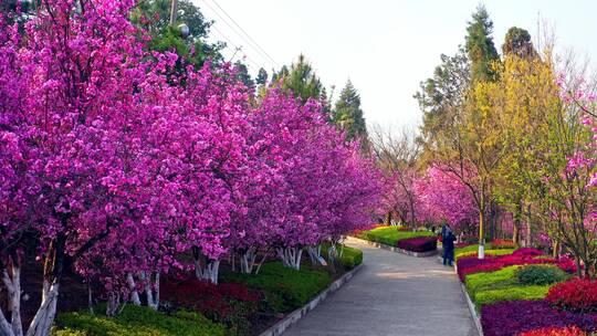 航拍公园里盛开的樱花