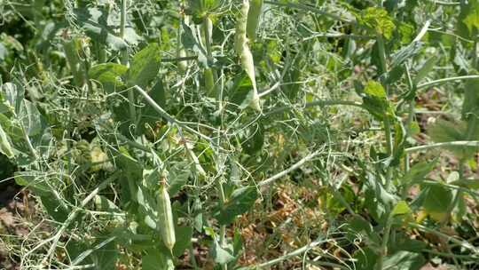收集成熟的豌豆。种植豌豆。