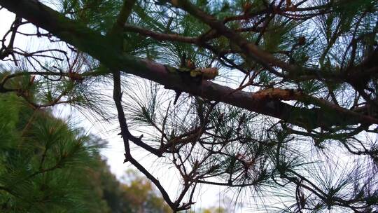 植物园公园梅花花朵开花春天风景视频素材