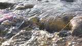 水 河流 小溪 风景 水流 河道 河 风光高清在线视频素材下载