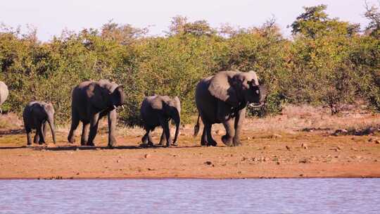 南非克鲁格国家公园的非洲象