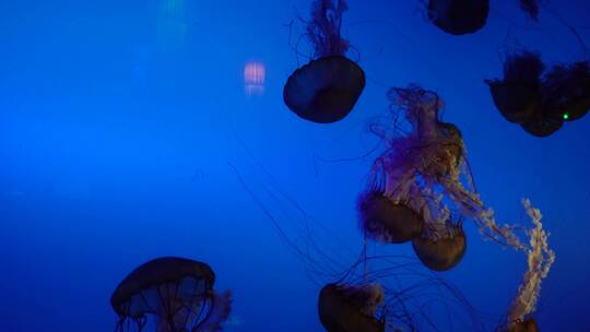 太平洋海刺水母海蜇海洋生物