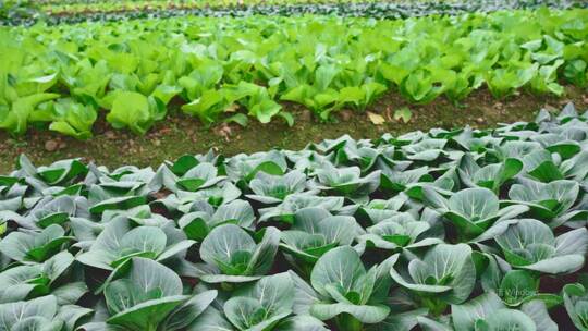现代农业农产品种植有机蔬菜生菜绿色食品