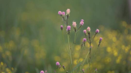 风中的花特写视频素材模板下载