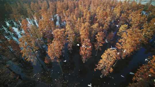 白鹭群在湿地上空飞翔航拍