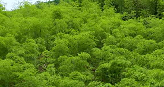 青山竹海竹山竹林竹子