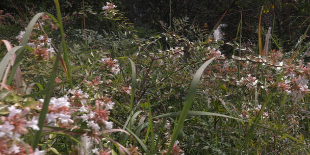 户外 野外 植物 自然 绿色 桂花 秋天叶子