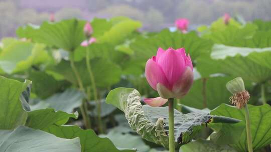 济南夏季大明湖，雨中荷花盛开娇艳醉人