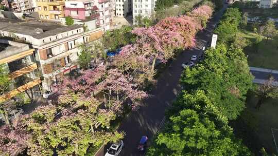 中国广东省广州市荔湾区坦尾美丽异木棉