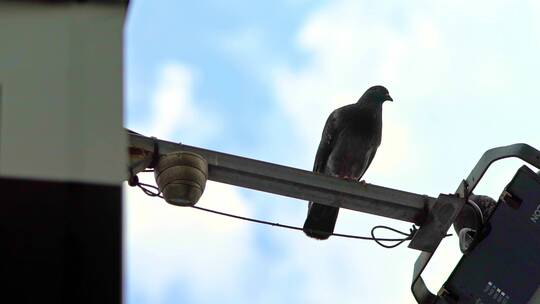 停在城市路灯屋檐上的鸟