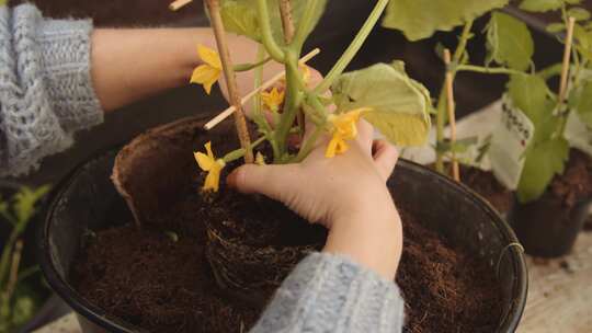 盆栽植物，种植，根，土壤