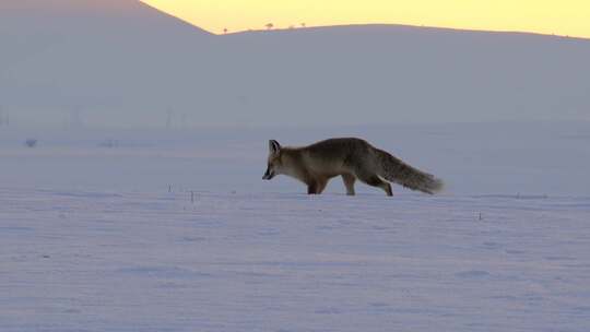 狐狸在雪地里奔跑视频素材模板下载