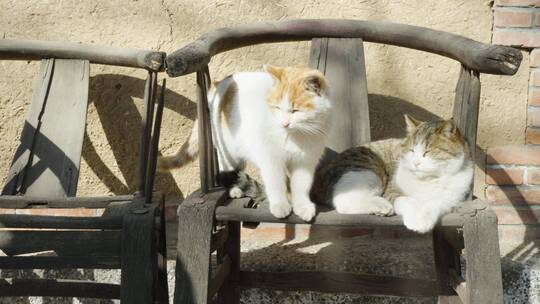 猫躺在老旧椅子上晒太阳休息慵懒状态