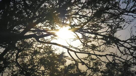 阳光透过被风吹过的树枝