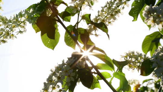 阳光透过花朵照耀