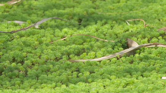 春天早晨池塘里的狐尾藻水草