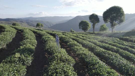 普洱茶茶山视频素材模板下载