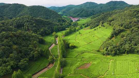 杭州西湖龙井茶园梅家坞清新茶山