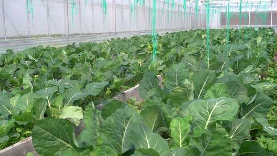 温室大棚内蔬菜种植场景