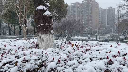 大雪天气城市花坛的积雪