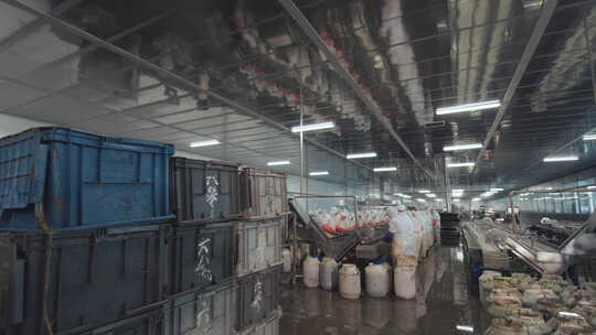 海参加工生产线工人在流水线上处理海鲜
