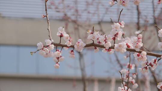 春天在微风中盛开的杏花