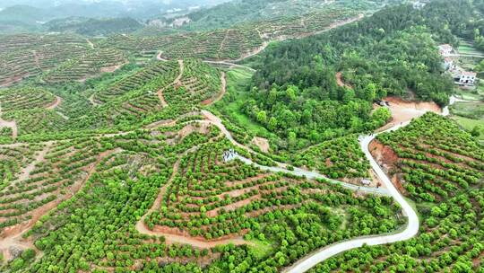 茶油树种植基地