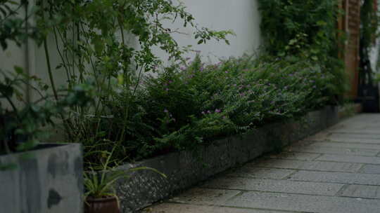 院子里的小花 白墙下的植物