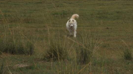 在草原上正在奔跑的 萨摩耶