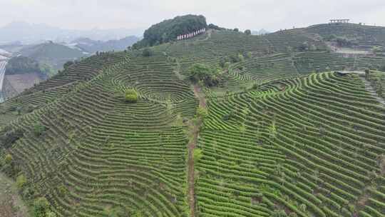 航拍绿色高山有机茶园