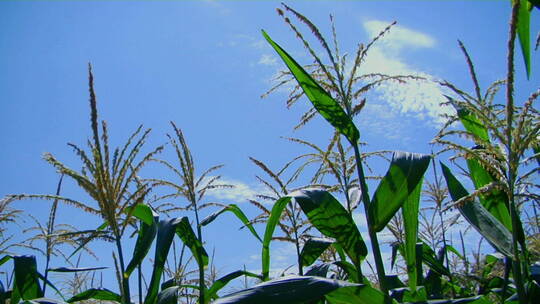 玉米秆在微风中摇曳视频素材模板下载