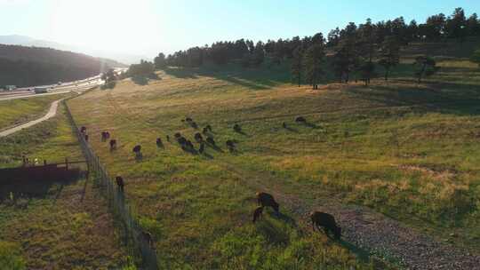 布法罗野牛群山层日落州际公路i70科罗拉