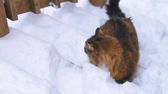 雪中台阶上的浣熊猫