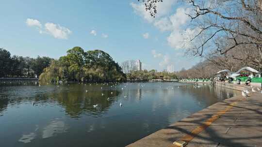 翠湖海鸥红嘴鸥人文昆明人与自然视频素材模板下载