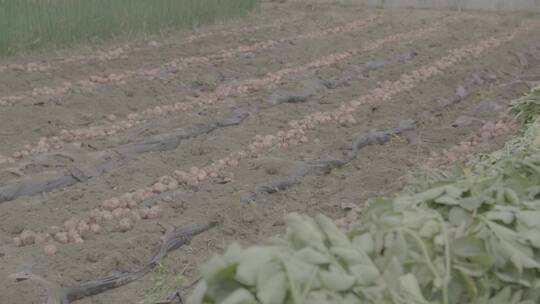 土豆种植收获土豆LOG视频素材