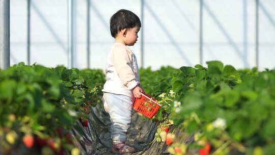 小孩在草莓地 幼儿在草莓地玩耍