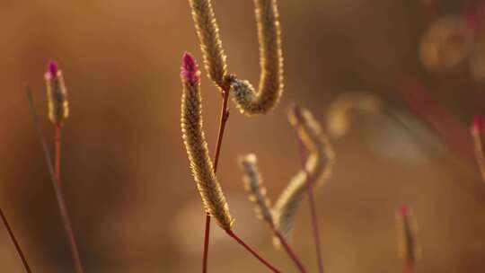 户外微距特写的毛茸茸的植物