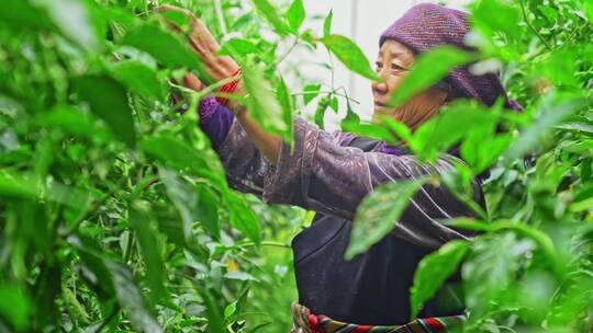 西藏日喀则白朗县蔬菜种植基地