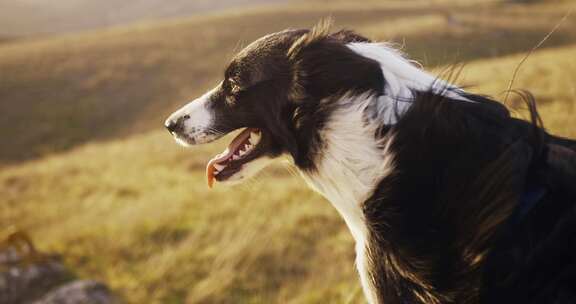 在秋山的背景下，一只美丽的黑白边境牧羊犬