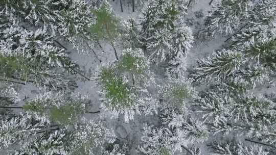 雪后的针叶林