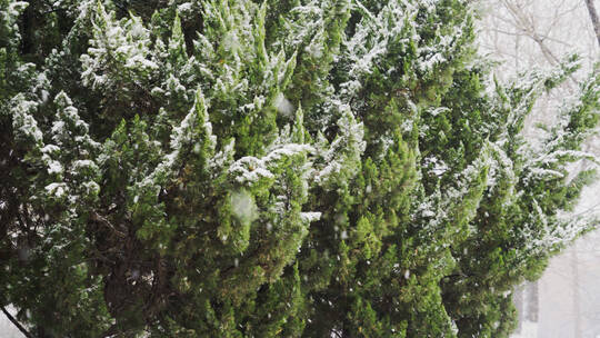 4K北方冬天公园松树积雪实拍视频