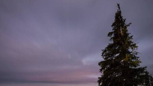 森林里繁星点点的夜晚雾蒙蒙的天空