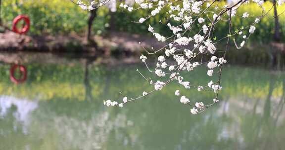 春天的杭州阿里巴巴西溪园区鲜花盛开